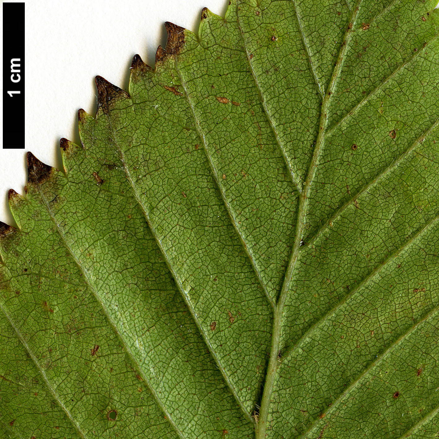 High resolution image: Family: Betulaceae - Genus: Betula - Taxon: ermanii - SpeciesSub: var. ermanii